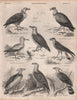 VULTURES. Turkey King Egyptian Bearded Vultures 1860 old antique print picture