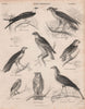 Swallow Tailed Kite Honey-Buzzard Gyrfalcon Scops/Horned Owl Secretary bird 1860