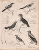 Southern Fiscal. Amazonian Umbrellabird. Drongo. Euphonia. Vegetarian finch 1860