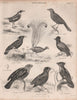 Antvireo Tanager Hill myna Lyre bird Woodpecker Frogmouth Green broadbill 1860