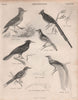 Crested lark. Coly. Black-headed jay. Butcherbird. Bird-of-paradise 1860 print