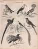 Hummingbird. Creeper. Hoopoe. Sicklebill. Cape sugarbird. Paradise Bird 1860