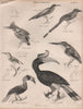 Dwarf/malachite kingfisher. Bee-eater. Motmot. Tody. Rufous/Rhino hornbill 1860