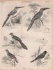 Rufous-tailed Jacamar. Great jacamar. Lesser Honeyguide.White faced barbet  1860