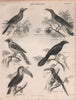 Malkoha. Channel-bill cuckoo. Green-back Trogon. Ani. Toco Toucan. Aracari 1860