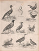 Curassow. Junglefowl. Satyr tragopan. Crowned Pheasant. Sandgrouse. Tinamou 1860
