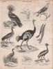 Crowned Pigeon. Vinago. Arabian Bustard. Ostrich. Trumpeter. Crowned crane 1860