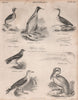 Horned Grebe. Darter. King penguin. Storm Petrel. Black-backed gull.Pelican 1860