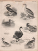 Indian darter. Cape Barren goose. Wood duck. Canvasback. Swan. Merganser 1860
