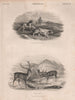 Grouse shooting; Red Deer. BRITANNICA 1860 old antique vintage print picture