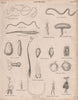 Zoophytes. Filaria medinensis. Trichocephalus dispar. Ascaris lumbricoides 1860