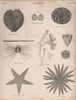Zoophytes. Spatangus purpureus. Echinocyamus minutus. Echinus esculentus 1860