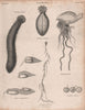 Zoophytes. Physalus pelagica. Rhizophysa filiformis. Diphye campanulifera 1860