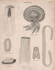 Zoophytes. Pelagia panopyra. Rhyzostoma Aldrovandi. Beroe (Idya) elongatus 1860