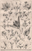 Suggestions from nature; Drawn by Owen W. Davis. Decorative 1870 old print