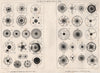 Specimens of Whorls, &c. Dug up at Troy. Turkey 1875 old antique print picture