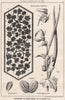 Suggestions in Floral; Design by F.E. Hulme F.S.A.. Decorative (4) 1875 print