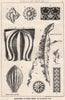 Suggestions in Floral; Design by F.E. Hulme F.S.A.. Decorative (9) 1875 print