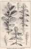 Suggestions in Floral; Design by F.E. Hulme F.S.A.. Decorative (10) 1875 print
