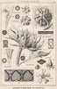 Suggestions in Floral; Design by F.E. Hulme F.S.A.. Decorative (16) 1876 print