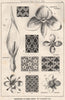 Suggestions in Floral; Design by F.E. Hulme F.S.A.. Decorative (17) 1876 print