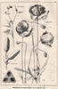 Suggestions in Floral; Design by F.E. Hulme F.S.A.. Decorative (18) 1876 print