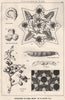 Suggestions in Floral; Design by F.E. Hulme F.S.A.. Decorative (21) 1876 print