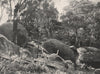 Buffalo Mountains. Boulder Valley. Victoria, Australia. 1908 old antique print