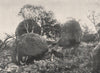 Buffalo Mountains. The Three Knights. Victoria, Australia. 1908 old print