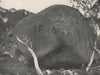 Buffalo Mountains. The Pebble. Victoria, Australia. 1908 old antique print