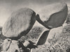Buffalo Mountains. The Kissing Stones. Victoria, Australia. 1908 old print