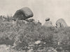 Buffalo Mountains. The Whale Rock. Victoria, Australia. 1908 old antique print