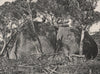Buffalo Mountains. Snow Gums growing on Granite Tor. Victoria, Australia. 1908