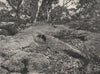Buffalo Mountains. Snow Gums growing on Granite Tor. Victoria, Australia. 1908