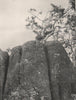 Buffalo Mountains. Dwarfed Snow Gum on a Granite Tor. Victoria, Australia 1908