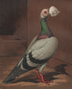 PIGEONS. Blue Carrier cock. Antique chromolithograph 1880 old print