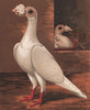 PIGEONS. White Carrier cock. Antique chromolithograph 1880 old print