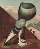 PIGEONS. Blue Pouter cock. Antique chromolithograph 1880 old print