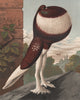 PIGEONS. Red-Pied Pouter cock. Antique chromolithograph 1880 old print