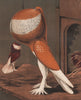 PIGEONS. Yellow-Pied Pouter cock. Antique chromolithograph 1880 old print