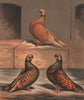PIGEONS. Almond Tumbler cock; 1½, 2½ & 4 years old. Chromolithograph 1880