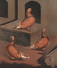 PIGEONS. Almond Tumbler hen; 1½ years; 2½ years; 4 years. Chromolithograph 1880
