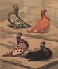 PIGEONS. Almond Tumbler. Yellow Red Agate Splash/Mottle; Kite 1880 old print