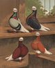 PIGEONS. Short-Faced Bald-Heads; Blue; Black; Red; Yellow. Chromolithograph 1880