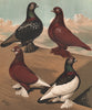 PIGEONS. Flying Tumblers; Black & Red Rose-Wing/Badge; Black Saddle 1880 print