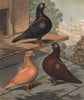 PIGEONS Flying Tumbler. Clean legged Black/yellow/red mottled Rose winged 1880