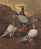 PIGEONS. Dragoons. Blue; Silver, Brown & Black Bar; Birmingham Fancy 1880