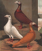 PIGEONS. Red, White & Yellow Dragoons. (London Fancy). Chromolithograph 1880