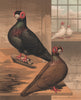 PIGEONS. Black & Dun Barbs. Antique chromolithograph 1880 old print