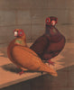 PIGEONS. Red & Yellow Barbs. Antique chromolithograph 1880 old print
